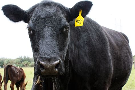 Scientists Hope To Breed Heat Resistant Cows In The Face