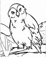 Coloring Owl Feathers Owls Cute Pages Beautiful sketch template