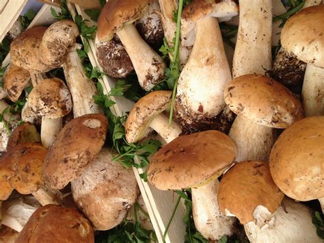 davvero  elenchi  ricette funghi freschi  funghi possono essere consumati sia freschi