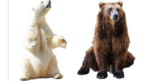 polar bear  grizzly bear size comparison