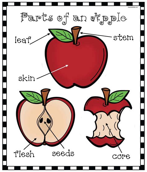 parts   apple diagram