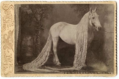 long hair is not just for humans incredible vintage