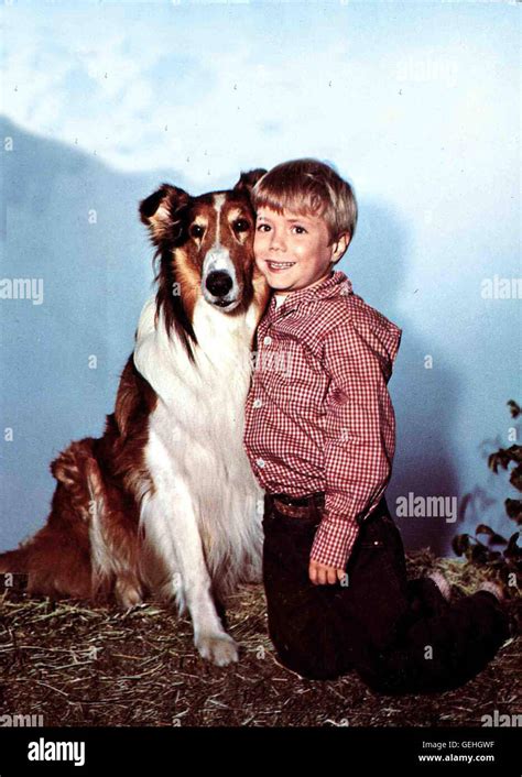 Hund Lassie Jon Provost Local Caption 1963 1960er Collie
