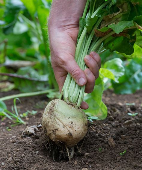 grow beetroot practical tips  growing  tasty root