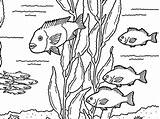 Kelp Forest Coloring Pages Friends Kids Getcolorings Getdrawings Printable sketch template