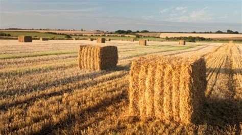 hay prices soar fuel brazen theft british columbia cbc news