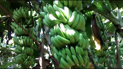 amazing banana farm youtube