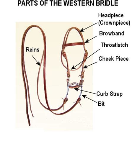 bridle series parts   bridle saddleupcolorado