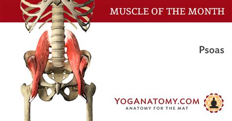 The Psoas Muscle Yoga Anatomy