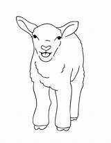 Lamb Agneau Coloriages Makeandtakes sketch template