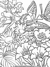 Coloriages Tahiti Printemps Automne Rubrique Plante Greatestcoloringbook Butterfly sketch template