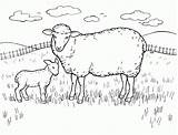 Coloring Sheep Pages Popular sketch template