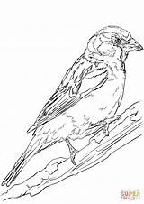 Sparrow Coloring English Pages Sparrows Drawing sketch template