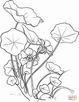 Nasturtium Coloring Majus Tropaeolum Pages Garden Drawing Flowers Printable Poppy Silhouettes sketch template