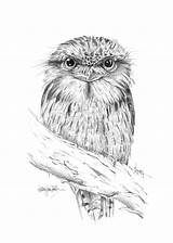 Tawny Frogmouth sketch template