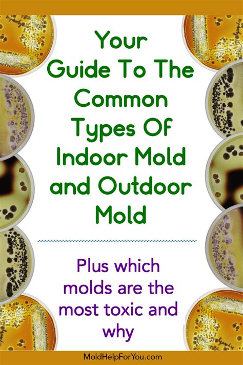 common types  mold indoor  outdoor mold