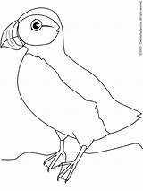 Puffin Coloring Pages Getdrawings sketch template