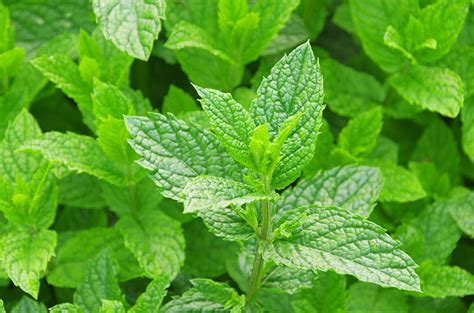 word   mint leaves