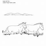 Horse Przewalski Coloring Pages Running Wild Index Own Color sketch template