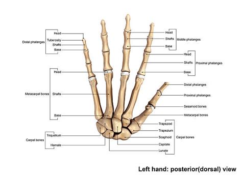 carpal bone stock  pictures royalty  images istock