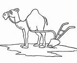 Kamel Arado Camello Cammello Ausmalbild Pflug Aratro Camel Disegnare Ausdrucken Supercoloring sketch template