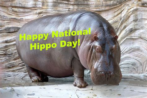 happy national hippo day  uranimated  deviantart