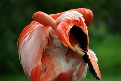 flamingo scratch nicko margolies