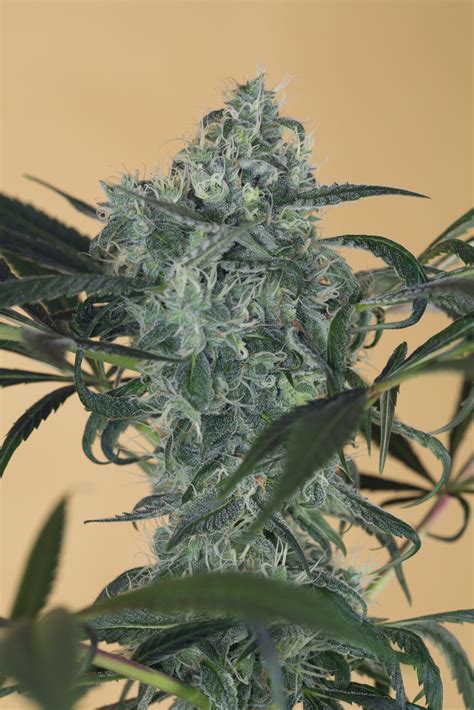 buy green crack cbd cannabis seeds online humboldt seeds uk