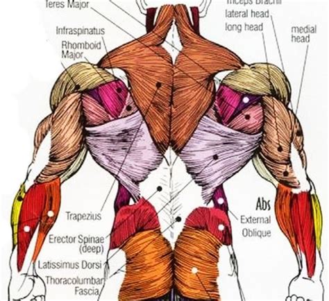 back muscles diagram back muscles stock illustration illustration of