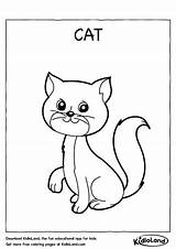 Coloring Cat Tabby Pages Getdrawings Realistic Getcolorings sketch template