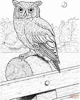 Owl Coloring Pages Horned Great Printable Color Realistic Drawing Birds Colouring Owls Bird Eared Barn Patterns Supercoloring Embroidery Long Drawings sketch template