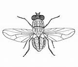 Housefly Musca Domestica Umriss Fliege Schwarzer Gemeine Obere Vektorbild Illustrationen Vektoren sketch template