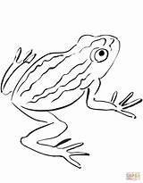 Coloring Toad Pages Amphibian Printable Categories Supercoloring sketch template