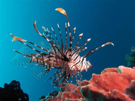 circle  life understanding lionfish life cycles oceanbites