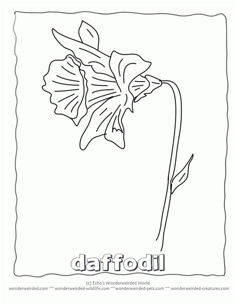 daffodil pictures  print coloring home