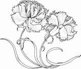 Carnation Carnations Dianthus Nelken Supercoloring Caryophyllus Claveles Garofani Due Dibujo Tatoo Nelke Designlooter Gratis sketch template