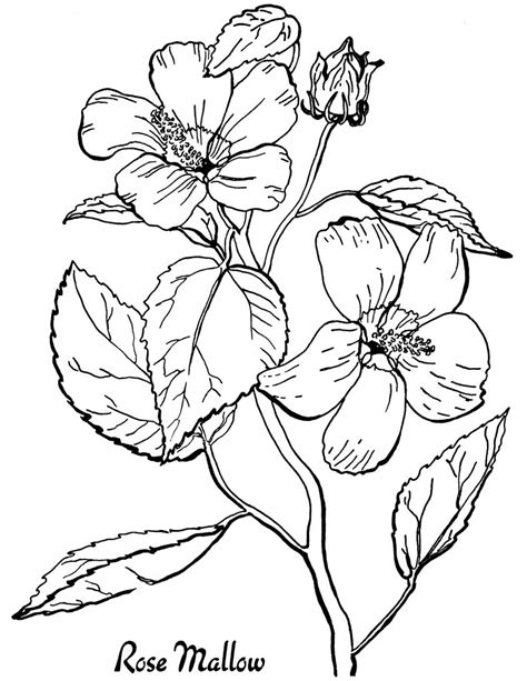 january coloring pages  flowers coloring pages