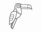 Toucan Para Colorear Dibujo Bird Tucán Coloring Pájaro Dibujos Animales Coloringcrew Drawings Paint sketch template