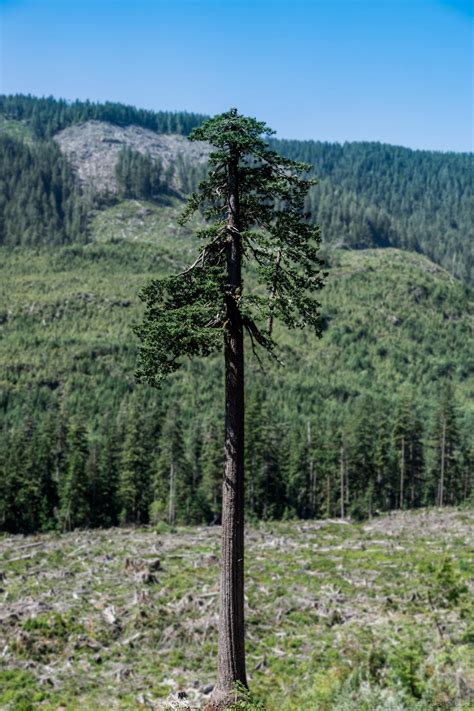 largest douglas fir tree  standing   world big lonely doug mft tall