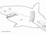 Shark Coloring Great Drawing Megalodon Drawings Sharks Mako Pages Colouring Printable Paintingvalley Leopard sketch template