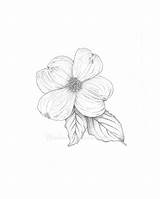 Dogwood Tree Flower Sketch Drawing Drawings Pen Ink Getdrawings Paintingvalley sketch template