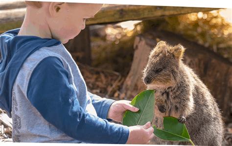 variety childrens zoo   open  adelaide zoo