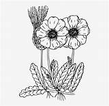 Coloring Pages Flowers Wildflower Wild Drawn Flowering Plant Print Nicepng Popular sketch template