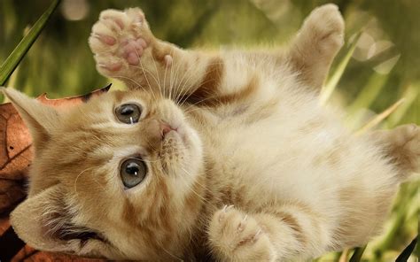 playful kitten kittens wallpaper  fanpop