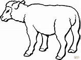 Sheep Mewarnai Kolorowanki Hewan Ovejas Druku Owce Pecore Domba Realistic Gregge Kurban Kartun Qurban Sapi Kolorowanka Lucu Bonikids Kambing Owca sketch template