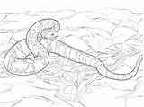 Rattlesnake Diamondback Snake Cascabel Serpente Sonagli Bosques Rattlesnakes Supercoloring Serpiente Crotalus Designlooter Printmania sketch template