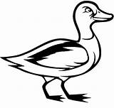 Duck Mallard Coloring Pages Flying Upset Look Drawing Color Getdrawings sketch template