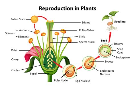 Reproduksi Yang Memungkinkan Tumbuhan Mewarisi Semua Karakteristik