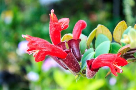 lipstick plant   official  aeschynanthus radicans  beautiful plant