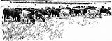 Cattle Clipart Herd Drive Clip Cows Grazing Cliparts Plain Library Farm Animal Etc Printable Gif Tiff Medium Large Clipground Usf sketch template
